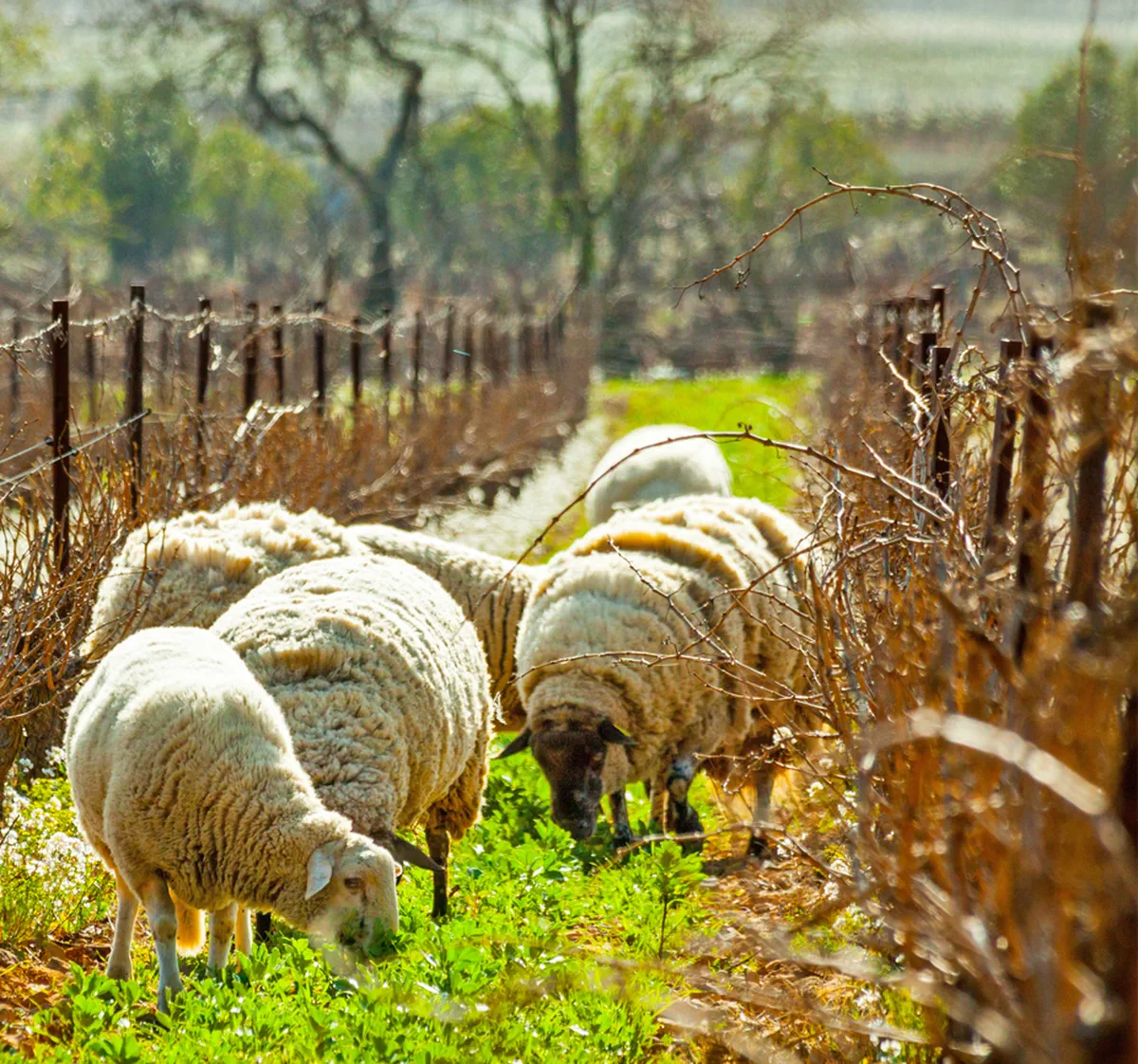 Notre terroir