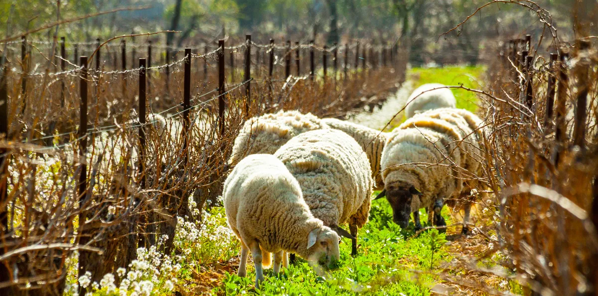 Notre terroir